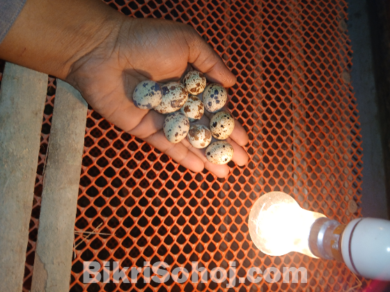 জাপানি কোয়েল পাখির বিজ ডিম